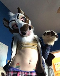 Hoofs before Woofs photo