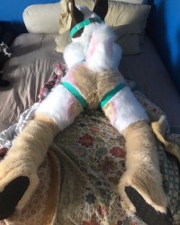 Hoofs before Woofs photo