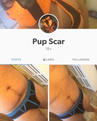 Pup scar photo