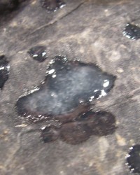 another B.B.B.randomizer! photo