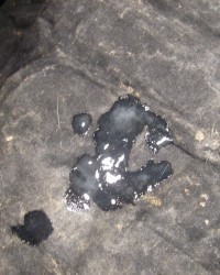 another B.B.B.randomizer! photo