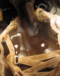 another B.B.B.randomizer! photo