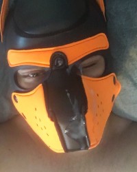 Pup scar photo