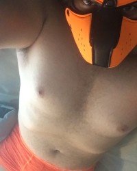 Pup scar photo