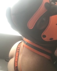 Pup scar photo