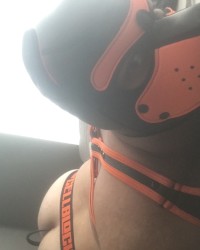 Pup scar photo