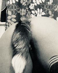 Butt plug tails...... photo