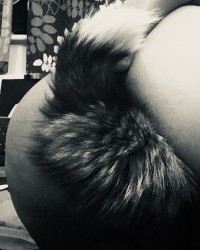 Butt plug tails...... photo