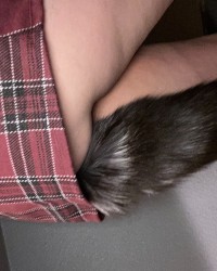 Naughty kitten photo