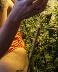 @Arisugar Helps you grow photo