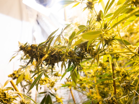 @Arisugar Helps you grow