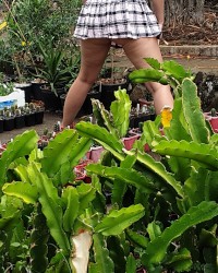Whore in the garden photo