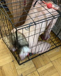 Kelli in a cage... photo