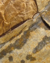 AZ (Gaia Arizona) 