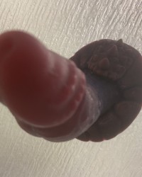 Crackers the Cockatrice photo