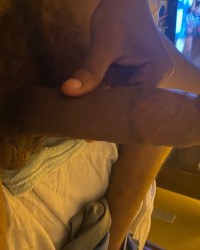 Sex Toys photo