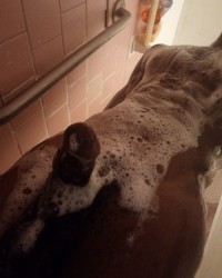 Hot & soapy photo
