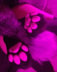 Naughty kitty photo
