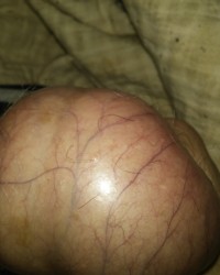 My cock and balls tell me how you want to see me handle them please baby i photo