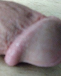 BullsCock photo