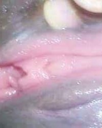 Pinky photo