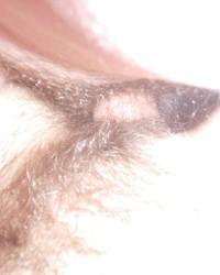 Peppermint's Christmas Fuck And Suck I Cam On Her Face And She Ate It All!! photo