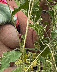 SUNFLOWER POWER- POWER IN THE NIPPLE- DRIP OLE TIT ! photo