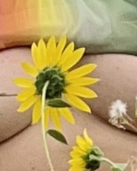 SUNFLOWER POWER- POWER IN THE NIPPLE- DRIP OLE TIT ! photo