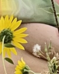 SUNFLOWER POWER- POWER IN THE NIPPLE- DRIP OLE TIT ! photo