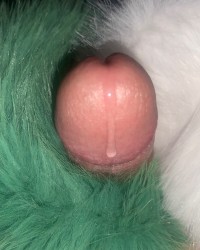 Cock and Fur photo