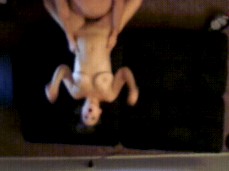 #bouncing-tits #from-above #fucking gif