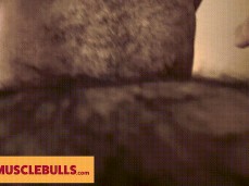 Hairy bull fucking another hairy bull gif