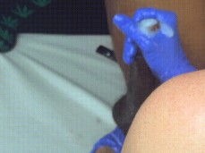 nurse milks bbc gif