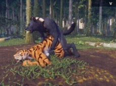 wild life tiger girl x wolf gif