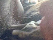 white thot getting a mouthful gif