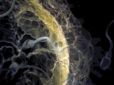 Sperm meets egg gif