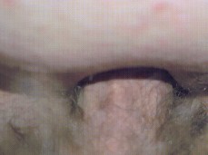 i like bear cock gif