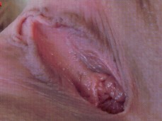 phoenix mrie pussy close up gif