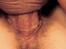 i like bear cock gif