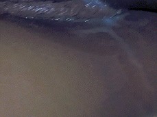 Creamy creamy pussy gif