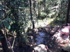 Interracial blowjob in the woods gif