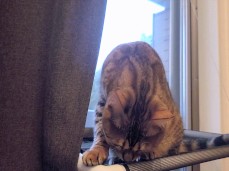 Cat doing its thing gif