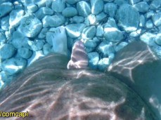 Uncut under water 0635-1 gif