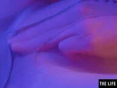 ✓ Sweetie fox sexonly.top/hlzmjir gif