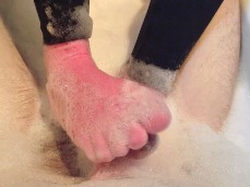 footjob gif