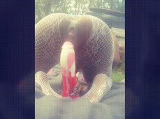 Ebony girl riding big dildo for daddy gif