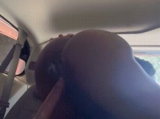 Sexy ebony bouncing her pussy on daddy dick gif