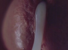 Macro Sperm Cumshot gif