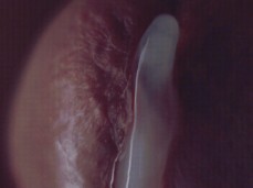 Macro Sperm Cumshot gif