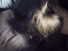 Car Head gif